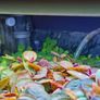 Premium Red Root Floaters & Frogbit Image 2