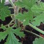 A massive mature scented Pelargonium Image 7