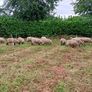 Hardy cross breed ewes for sale....280 Euros Image 9