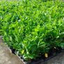 Laurel Hedging Image 5