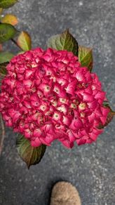 Hydrangea