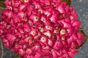 Hydrangea