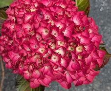 Hydrangea