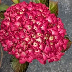 Hydrangea