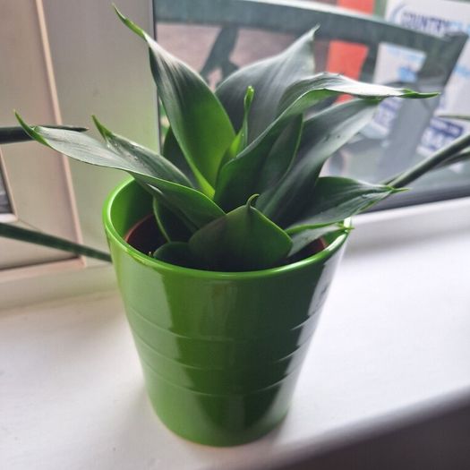 Sansevieria Hahnii Snake Plant in Bright Green Pot