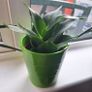 Sansevieria Hahnii Snake Plant in Bright Green Pot Image 8
