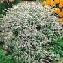 (S) German Statice seeds 0.1g (approx. 100 seeds) (430109) Image 4