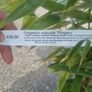 bamboo plant Image 4