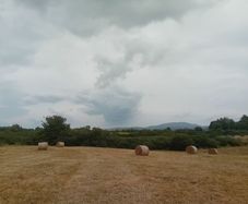 Organic Hay For Sale