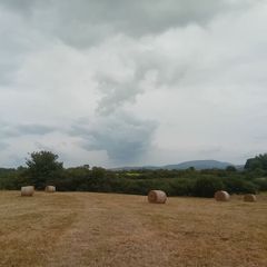 Organic Hay For Sale