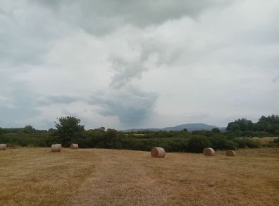 Organic Hay For Sale