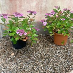 Plant and Pot