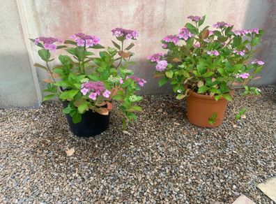 Plant and Pot