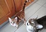 Mammy Cat & 12 Week-Old Kitten Loving Home Together