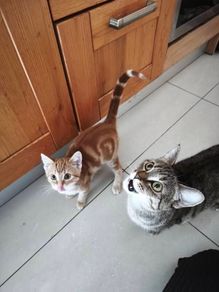 Mammy Cat & 12 Week-Old Kitten Loving Home Together