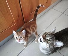 Mammy Cat & 12 Week-Old Kitten Loving Home Together