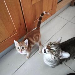Mammy Cat & 12 Week-Old Kitten Loving Home Together