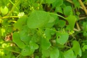 Winter Purslane Irish Seeds