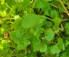 Winter Purslane Irish Seeds