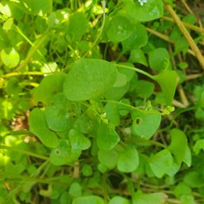 Winter Purslane Irish Seeds