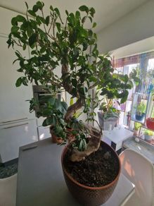 Bonsai high tree