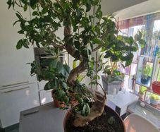 Bonsai high tree