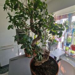Bonsai high tree