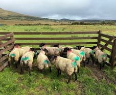 Organic lambs