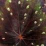 Begonia Image 2