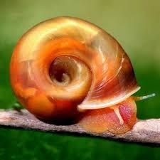 ramshorn snails for aquarium