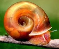 ramshorn snails for aquarium