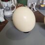 Ostrich eggshells Image 7