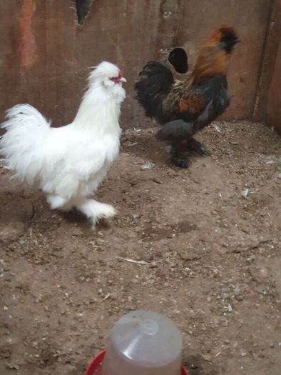 Usa Silkie Chicks And Fertile Eggs