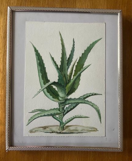 Picture / painting    Aloe vera