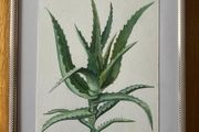 Picture / painting    Aloe vera