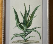 Picture / painting    Aloe vera