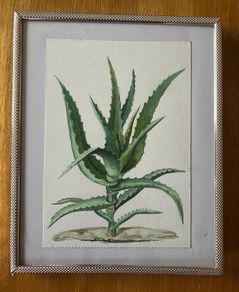 Picture / painting    Aloe vera