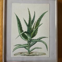 Picture / painting    Aloe vera