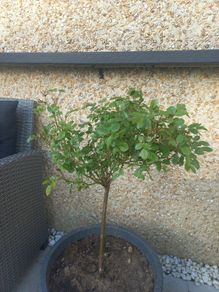 rose plant