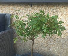 rose plant