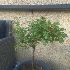 rose plant