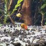 ramshorn snails Image 3