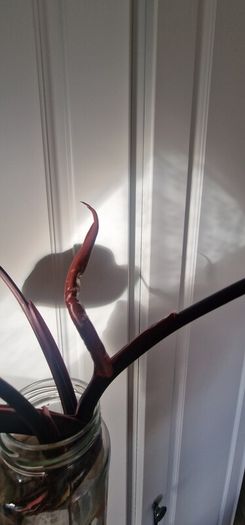 No.6 Philodendron Red Anderson 30e