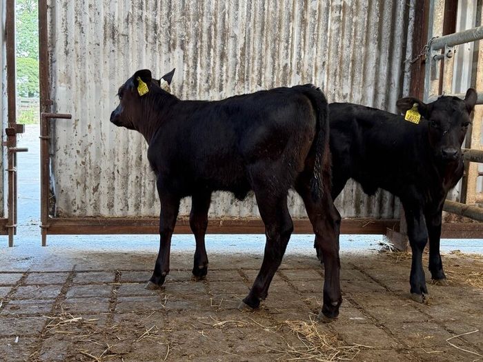 2 super Angus Sucks