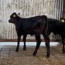 2 super Angus Sucks Image 2