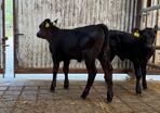 2 super Angus Sucks