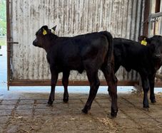 2 super Angus Sucks