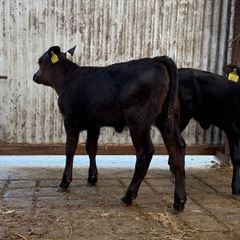 2 super Angus Sucks