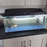 fish tank Image 6