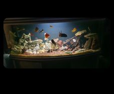 fish